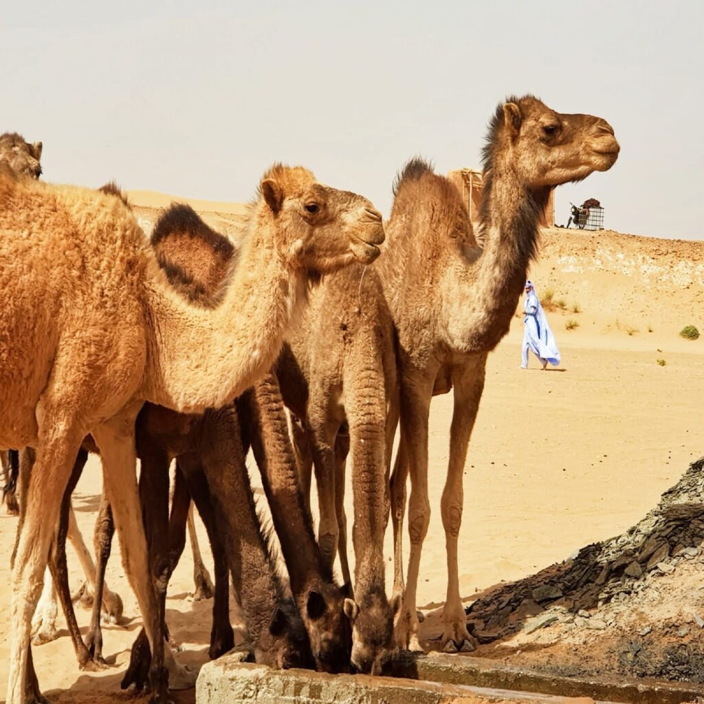 11 Days Classic Morocco trip from Casablanca to Marrakech by Sahara Desert Trips